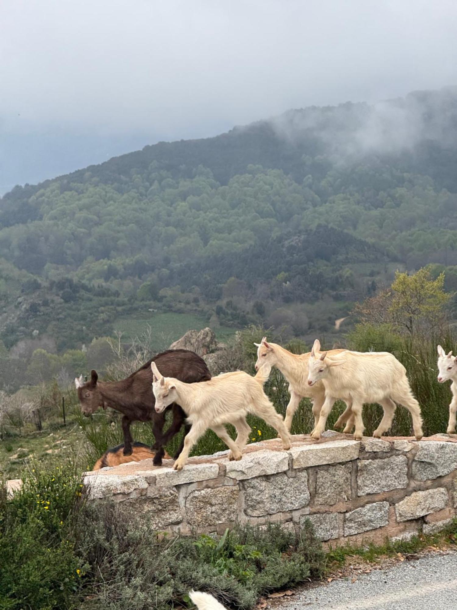 Ferme Auberge Du Col De La Vaccia Olivese Buitenkant foto